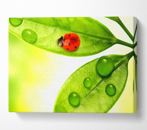  A Canvas Print of Ladybird Canvas Art