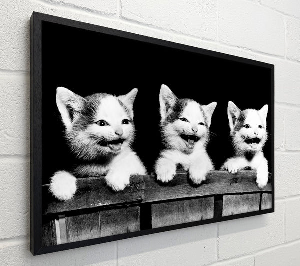 Laughing Kittens