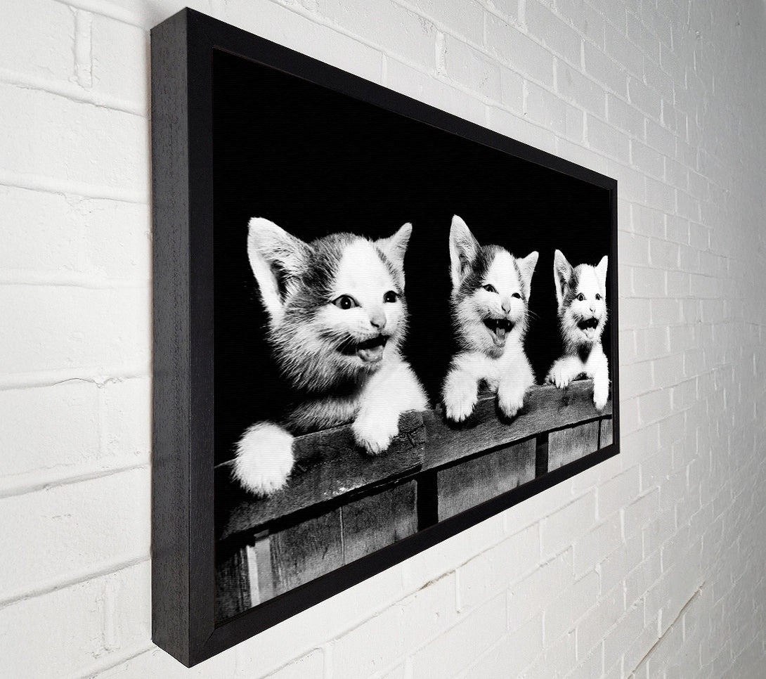  A Canvas Print of Laughing Kittens Canvas Art
