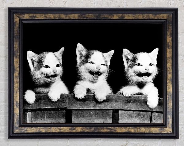 Laughing Kittens Framed Print
