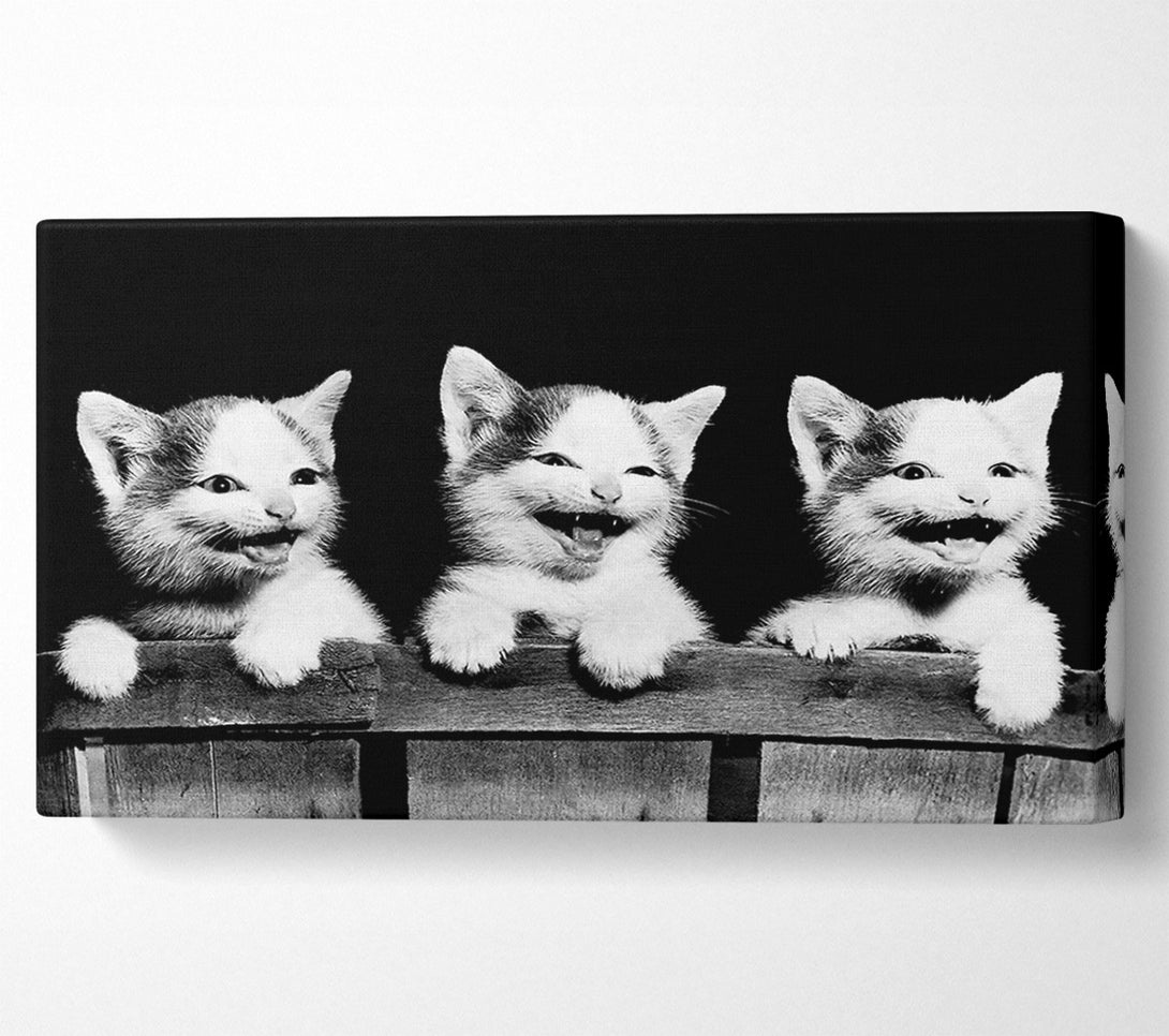 A Canvas Print of Laughing Kittens Canvas Art