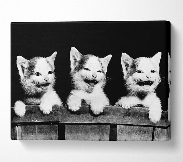  A Canvas Print of Laughing Kittens Canvas Art