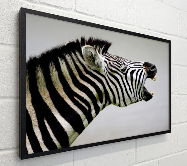 Laughing Zebra