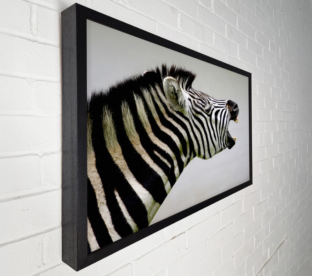  A Canvas Print of Laughing Zebra Canvas Art