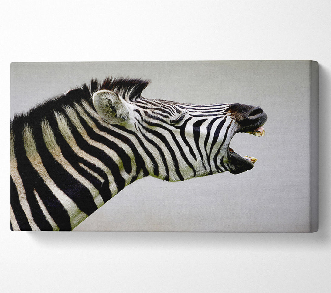  A Canvas Print of Laughing Zebra Canvas Art