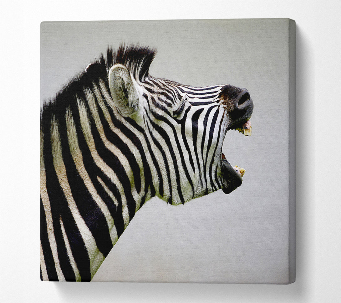  A Canvas Print of Laughing Zebra Canvas Art