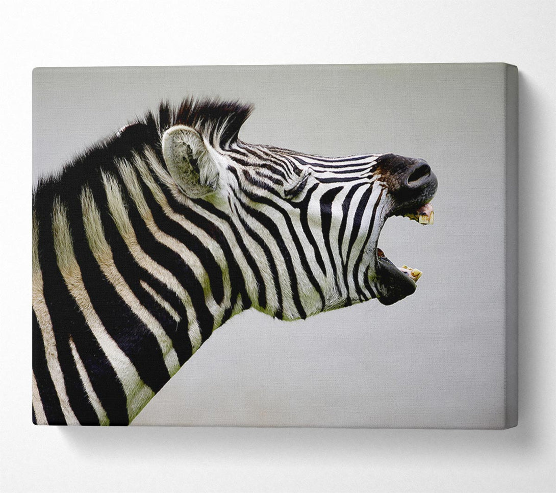  A Canvas Print of Laughing Zebra Canvas Art