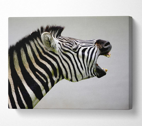  A Canvas Print of Laughing Zebra Canvas Art