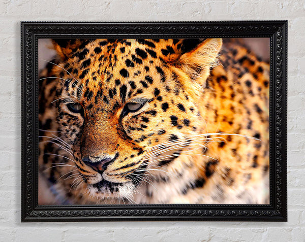 Leopard aus nächster Nähe