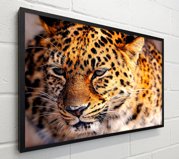 Leopard Close Up