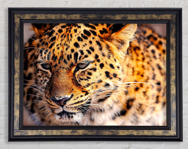 Leopard Close Up Framed Print