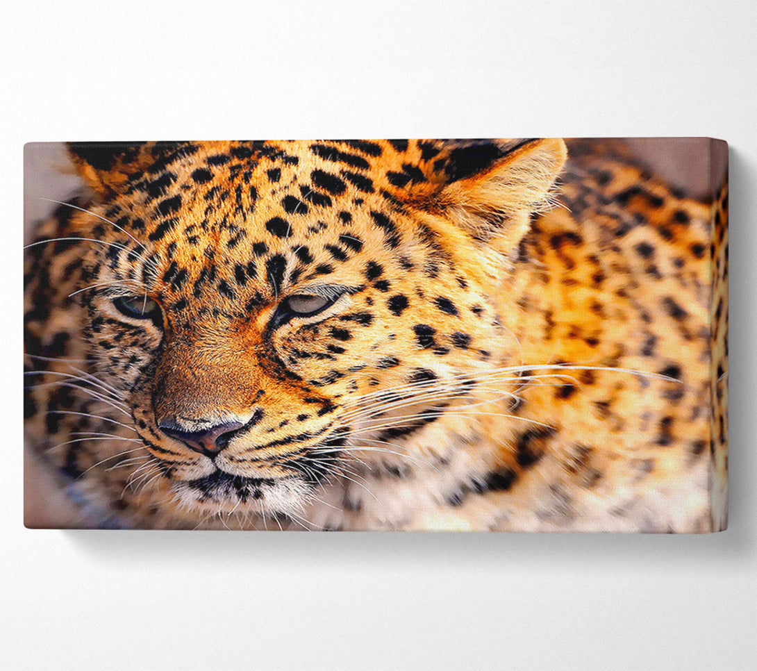  A Canvas Print of Leopard Close Up Canvas Wall Art