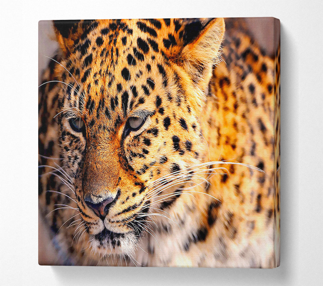  A Canvas Print of Leopard Close Up Canvas Wall Art