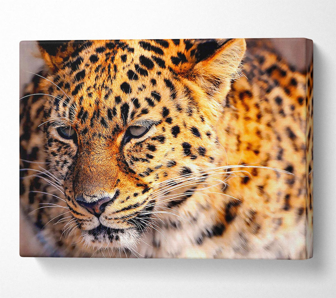  A Canvas Print of Leopard Close Up Canvas Wall Art