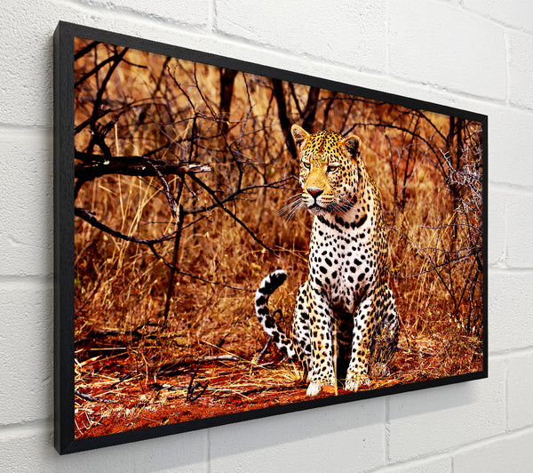 Leopard Hunt
