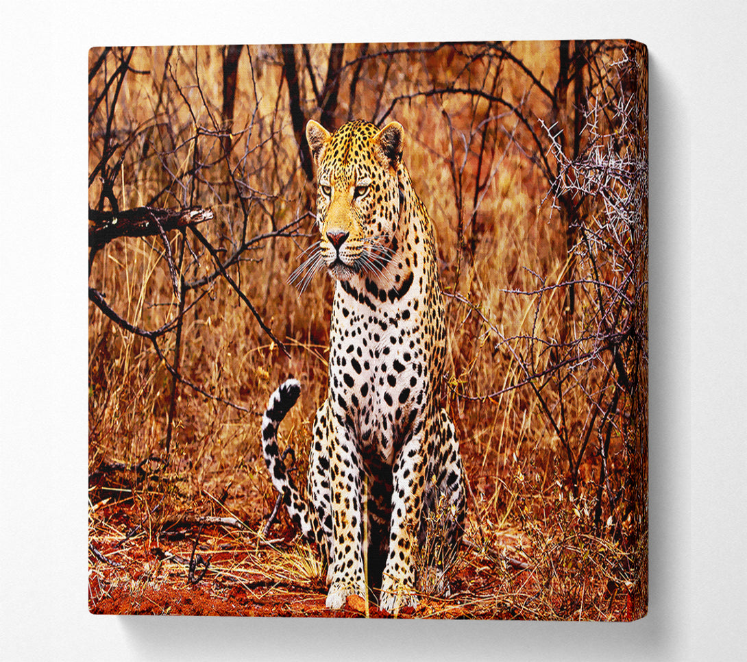  A Canvas Print of Leopard Hunt Canvas Wall Art