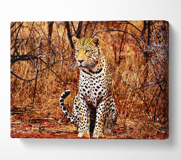  A Canvas Print of Leopard Hunt Canvas Wall Art