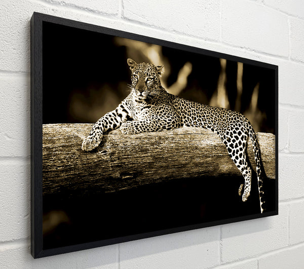 Leopard Lazy Days