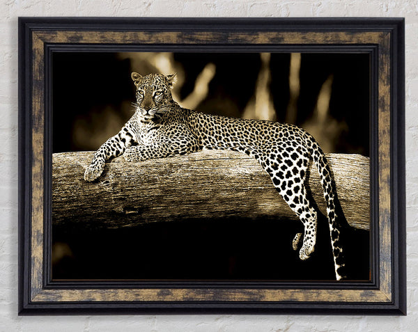Leopard Lazy Days Framed Print