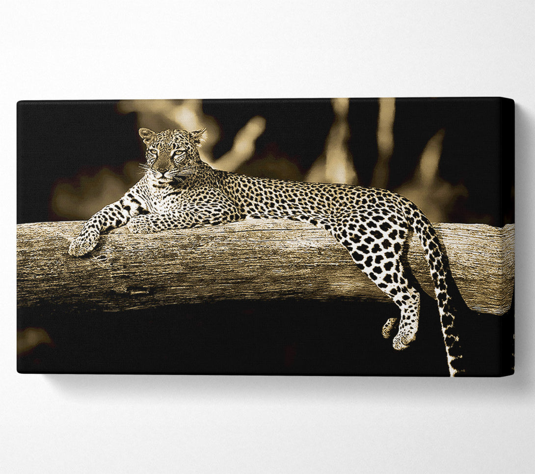  A Canvas Print of Leopard Lazy Days Canvas Print
