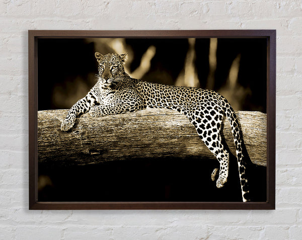 Leopard Lazy Days Framed Print