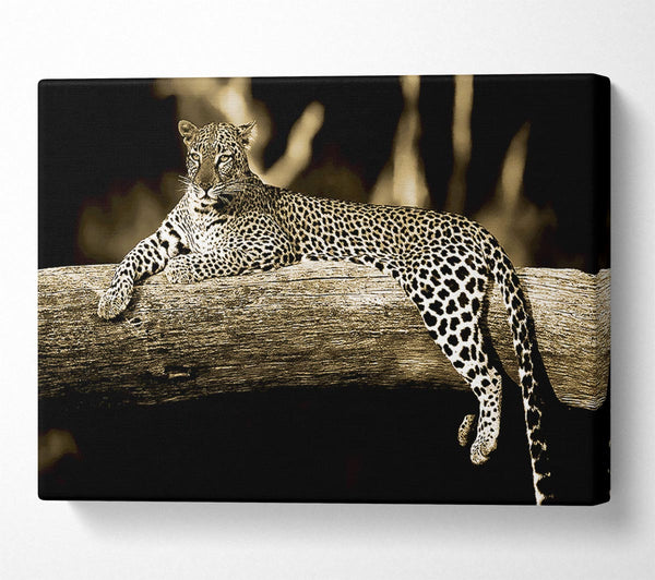  A Canvas Print of Leopard Lazy Days Canvas Print