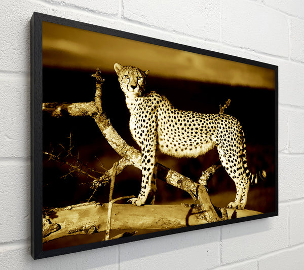 Leopard Perch Sepia