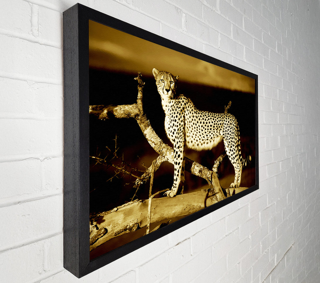  A Canvas Print of Leopard Perch Sepia Canvas Print
