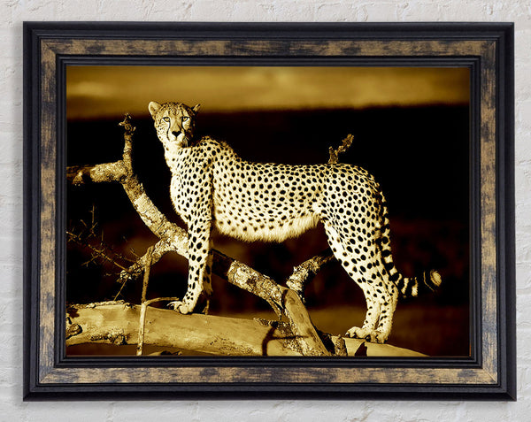 Leopard Perch Sepia Framed Print