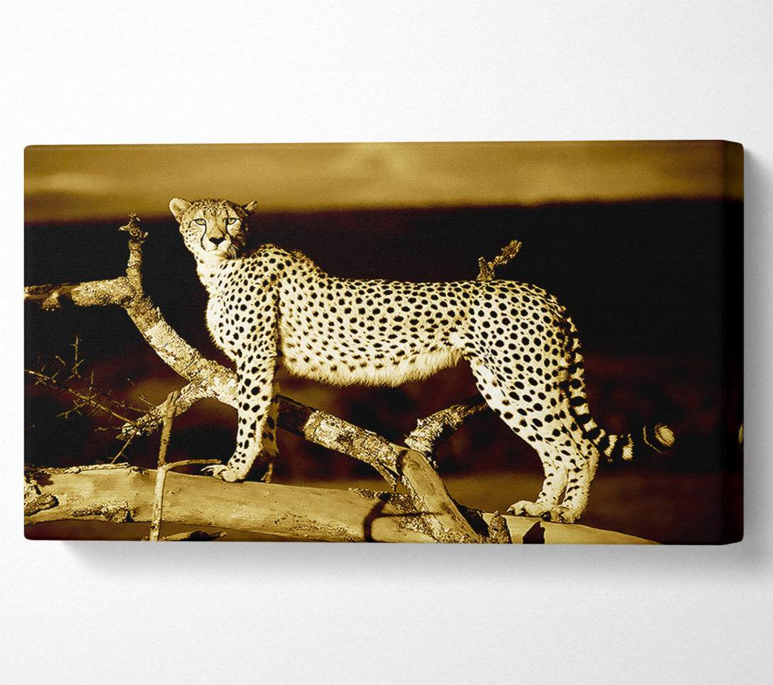  A Canvas Print of Leopard Perch Sepia Canvas Print