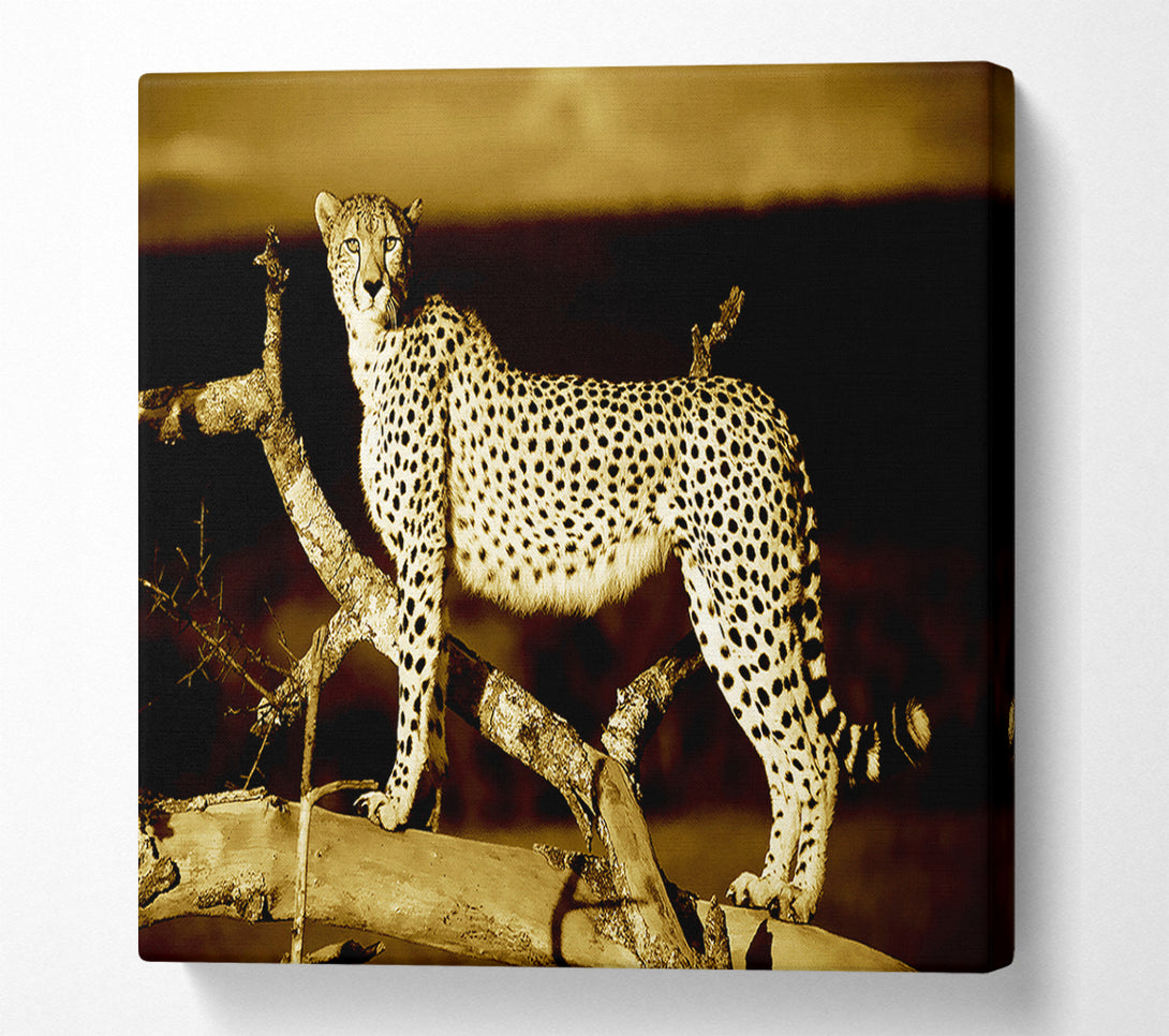  A Canvas Print of Leopard Perch Sepia Canvas Print