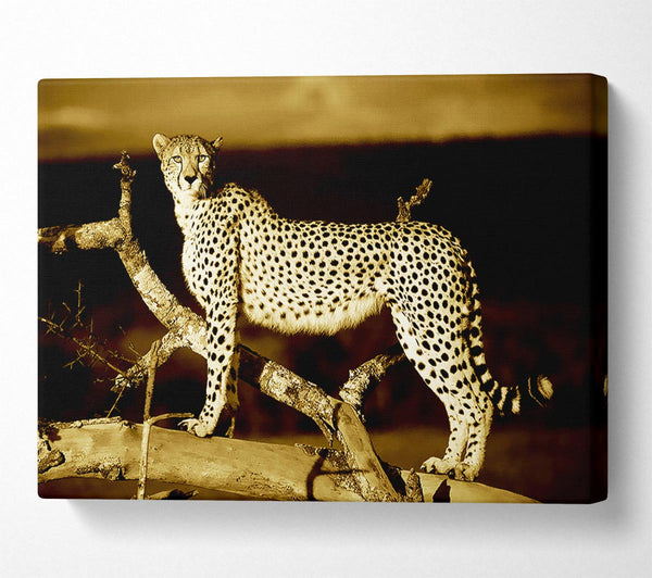  A Canvas Print of Leopard Perch Sepia Canvas Print