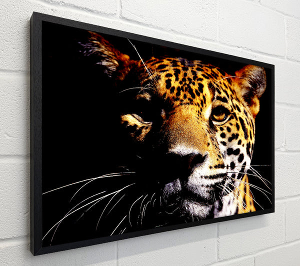 Leopard Pray