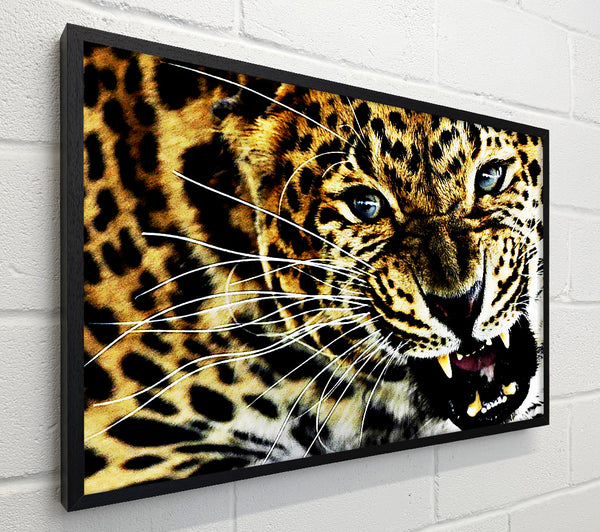 Leopard Roar