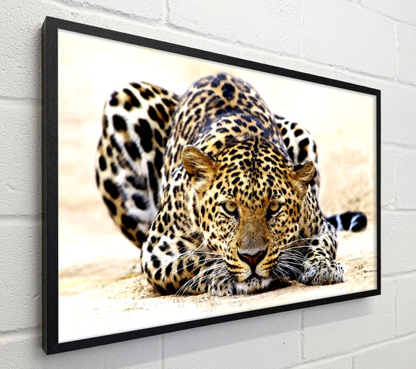 Leopard Staring