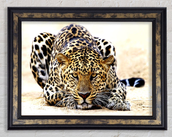 Leopard Staring Framed Print