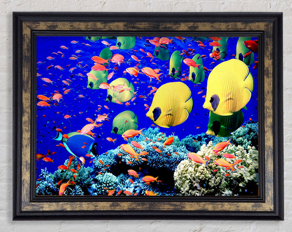 Life Below The Red Sea Egypt Framed Print