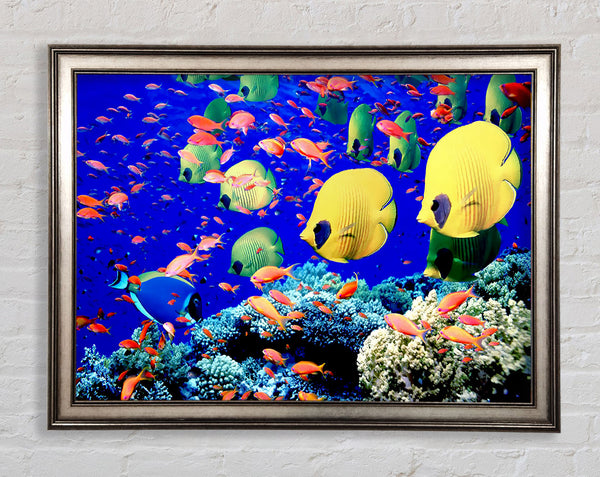 Life Below The Red Sea Egypt Framed Print