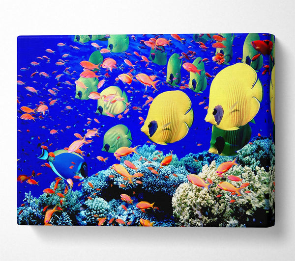 Life Below The Red Sea Egypt Canvas Print