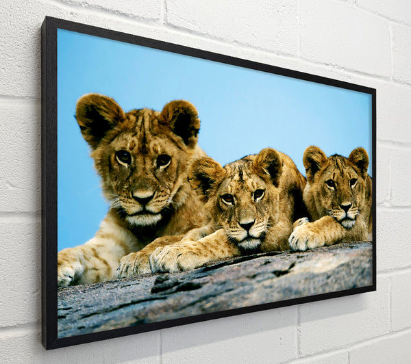 Lion Cub Trio