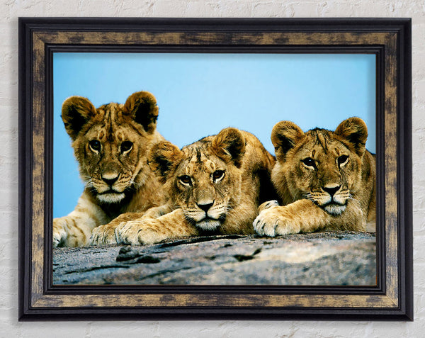 Lion Cub Trio Framed Print