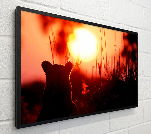 Lion Cub Watching The Sun Go Down