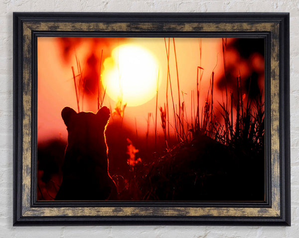 Lion Cub Watching The Sun Go Down Framed Print