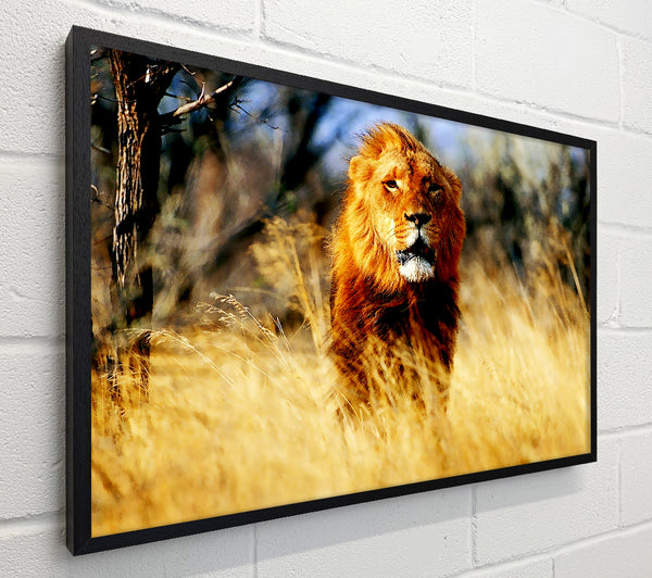Lion Jungle