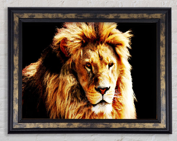 Lion Mane Framed Print