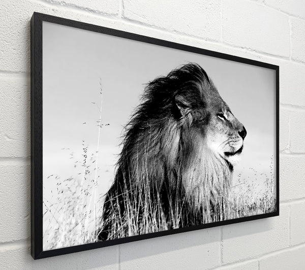 Lion On Watch Black n White