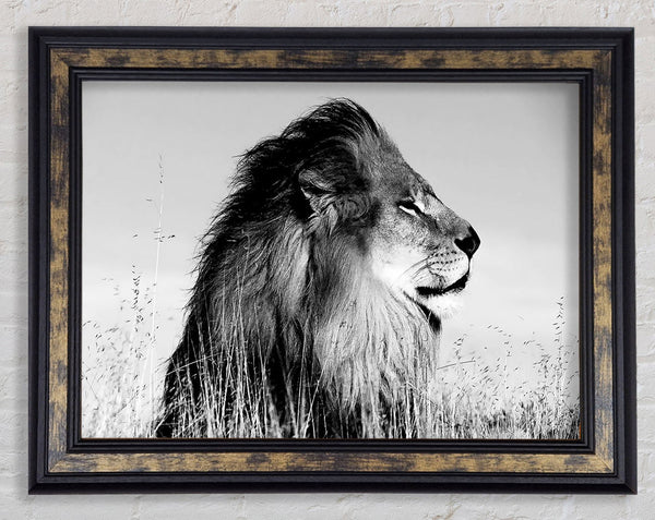 Lion On Watch Black n White Framed Print