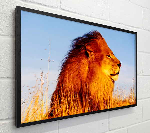 Lion On Watch