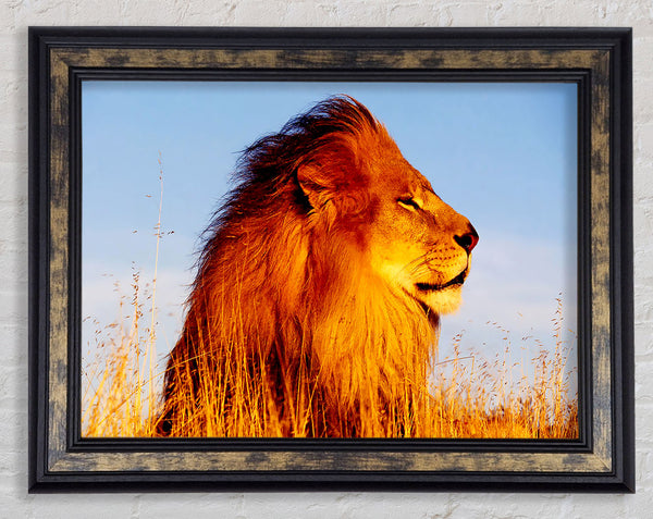 Lion On Watch Framed Print