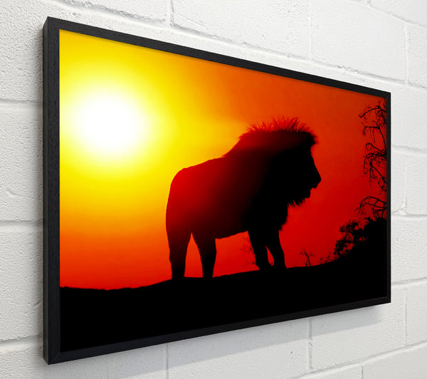Lion Sunset